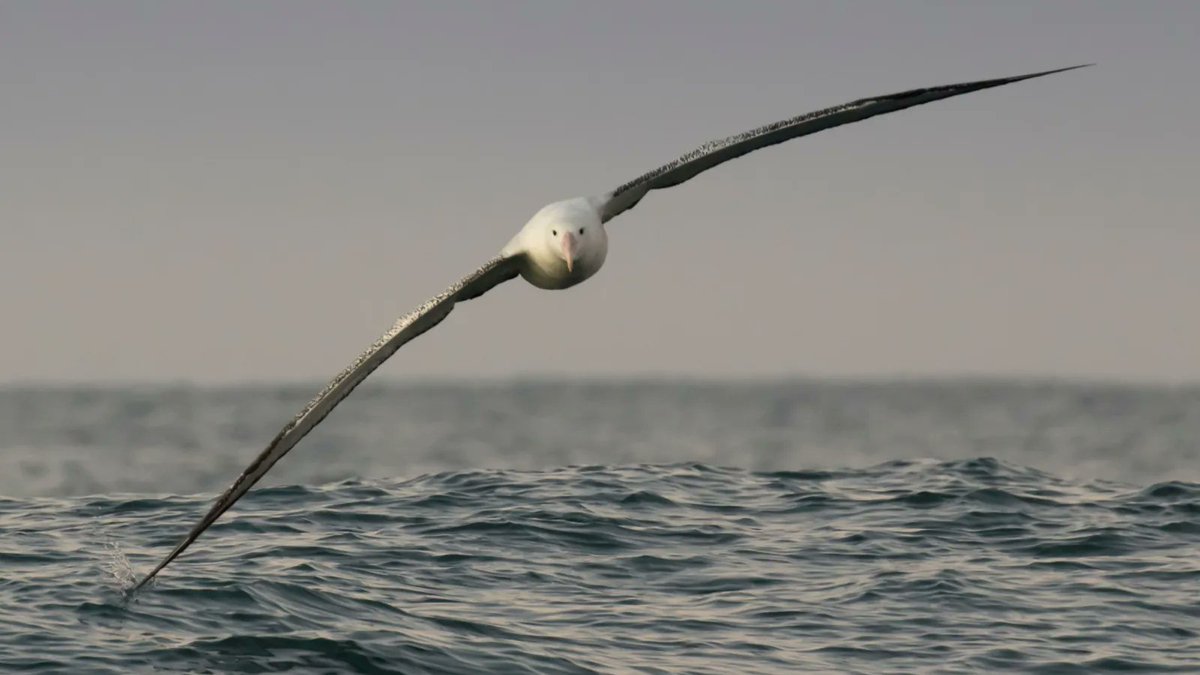 We engage with RFMOs who oversee #highseas #tuna #fisheries to ensure #seabird #bycatch mitigation measures are implemented and enforced. While use and compliance has increased over the years, there is still much work left to do to keep #albatrosses off the hook! 📸: Steph Prince