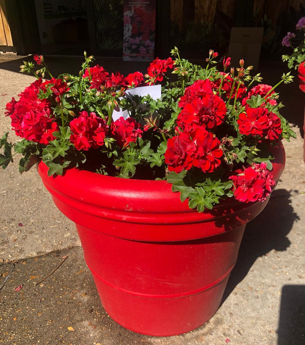 qualiteplantes's tweet image. Ce mercredi et jeudi ont lieux les #jurys #consommateurs #géraniums #LabelRouge. 

Venez à notre rencontre au sein du célèbre parc de notre #partenaire #TerraBotanica pour en découvrir plus sur le #LabelRouge dédié aux #végétaux et tentez de gagner une magnifique #plante !