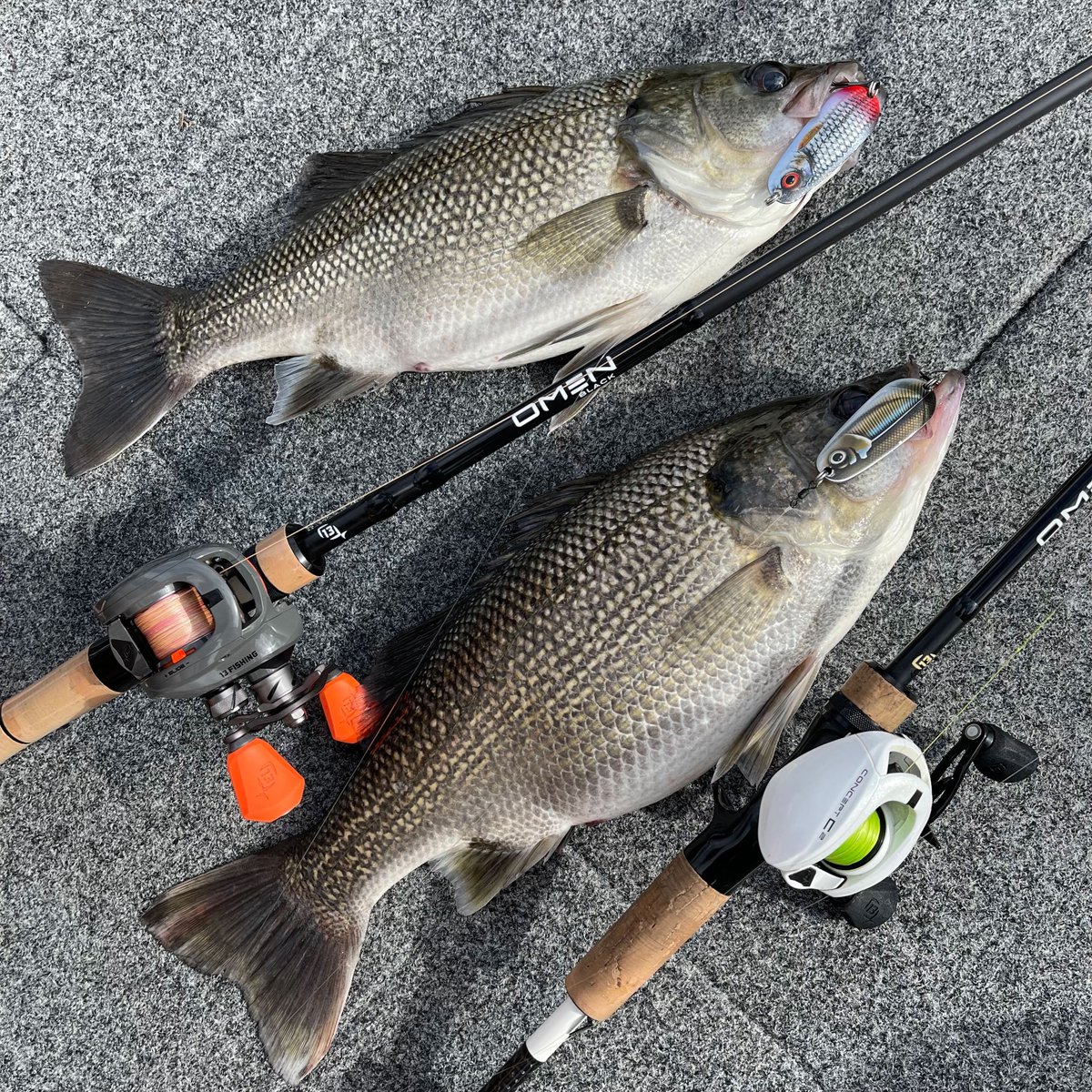 motackle's tweet photo. The OG of the 13 Fishing rod line up, the new Omen Black continues the lineage. 13 Fishing has listened to anglers and produced a range of rods  to cover new and existing techniques.

13 Fishing Australia has release 14 models.
Click here for more info https://t.co/LWhLs68UcE https://t.co/tNOmtwPGcN