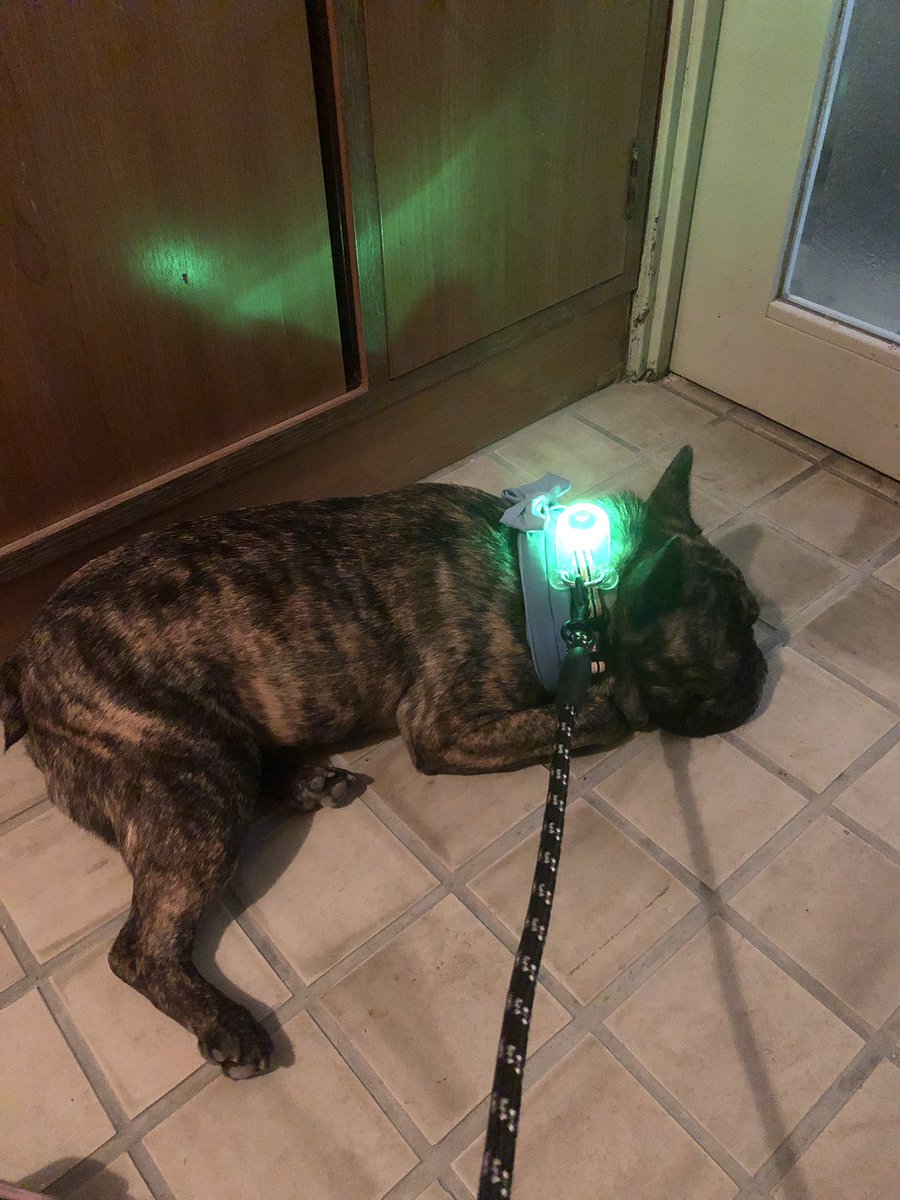 poco_bibi's tweet photo. 散歩に行きたいアピール🐶
首に付いてるウルトラマンタイマーみたいなのは夜の散歩で車に轢かれないためのもの。Amazonで20個1000円位で買いました💰けっこう明るくて便利です😀 https://t.co/RHJml0AuEV