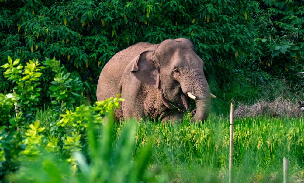 AmazingPuer's tweet image. So how could local folks get on well with the giants? 
What if the #elephants smashed and ate all the crops? Don’t worry! The #insurance company will assess the damage and #compensate farmers according to the policy in SW #Yunnan’s #Puer.