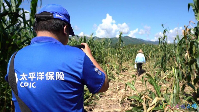 AmazingPuer's tweet image. So how could local folks get on well with the giants? 
What if the #elephants smashed and ate all the crops? Don’t worry! The #insurance company will assess the damage and #compensate farmers according to the policy in SW #Yunnan’s #Puer.