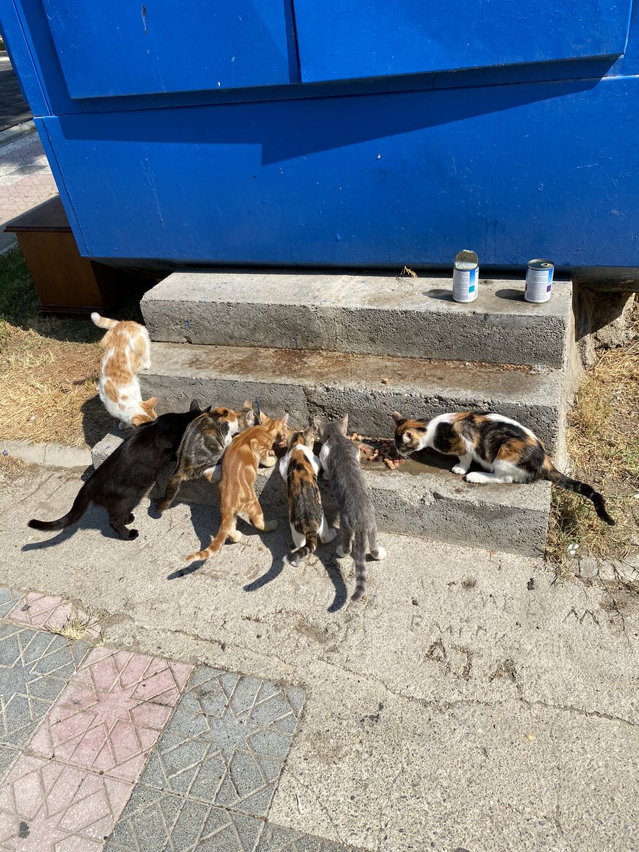 Hayvan mamalarından alınan KDV kaldırılsın.Bir kutu kedi maması 18/20 lira arasında ..15KG mama 750/1000 lira civarında..Bu hayvanlar çöpten yemek yiyemez, yerse bir süre sonra hastalıktan ölür..Etrafta kuş ve fare olmadığına göre bu hayvanlara mama veya sakatat vericez mecbur..