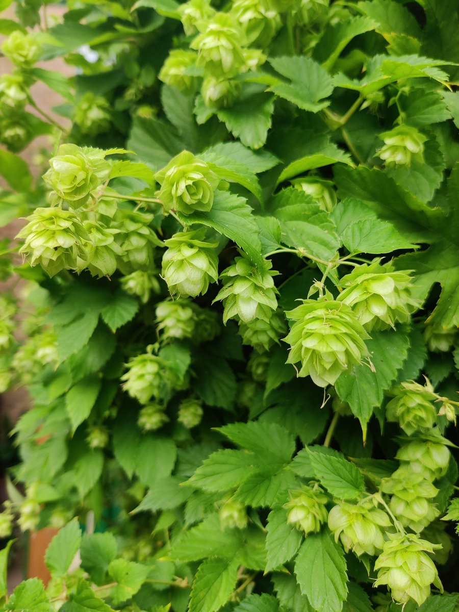 How does one know when #hops are ripe / ready to pick?
We're very pleased with our first year growing hops in downtown SW2. The flowers seem to be doing well. It's certainly added colour to this area by our back door.
<a href="/Britishhops/">British Hop Association</a>