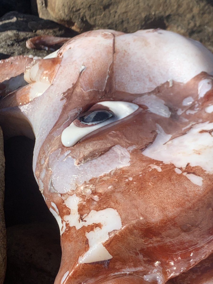 Giant squid species wrecked on Scarborough beach this morning. Its parrot beak in the first picture, its eye in the second. Special abysmal jellies. Where’s it to, you Moby Dick?