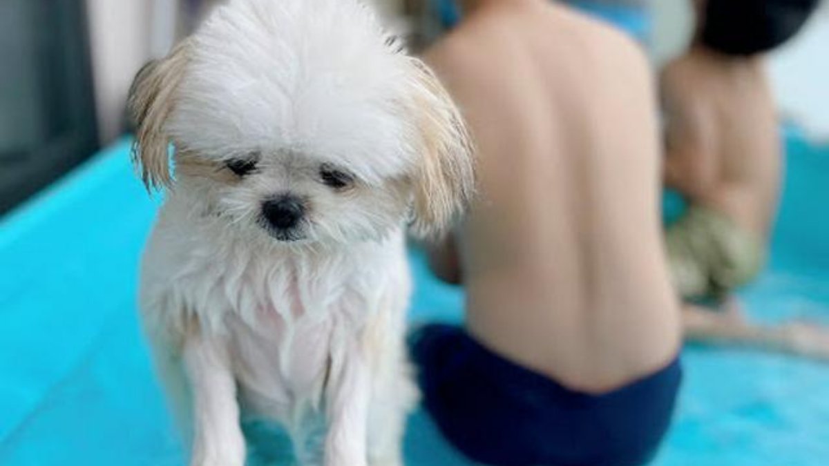 犬おもしろ画像 Twitter Search Twitter