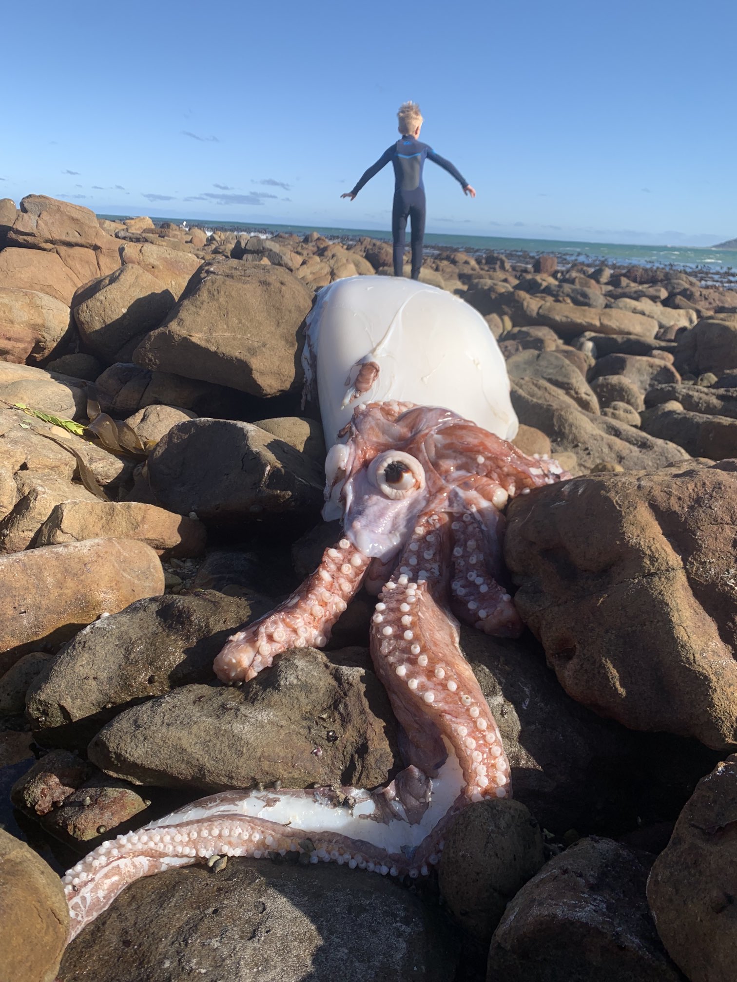 This Cornwall Beach Has A Giant Sand Octopus! - uyol8my