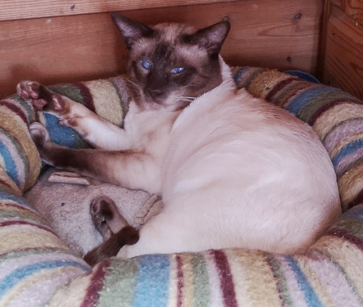 Our latest RCR Star is gorgeous chocolate point Siamese lad Niran Chai. He is waiting for a fresh start in a kind and loving home. cats-rolvendenrescue.org/adopt-a-cat.php