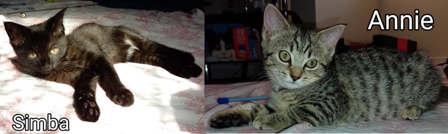 STAR KITTIES: Meet Simba and Annie, our latest little stars! They are 13 weeks old and are ready to move on to a loving forever home. Please call our centre on 01580 241632 cats-rolvendenrescue.org/adopt-kittens.…