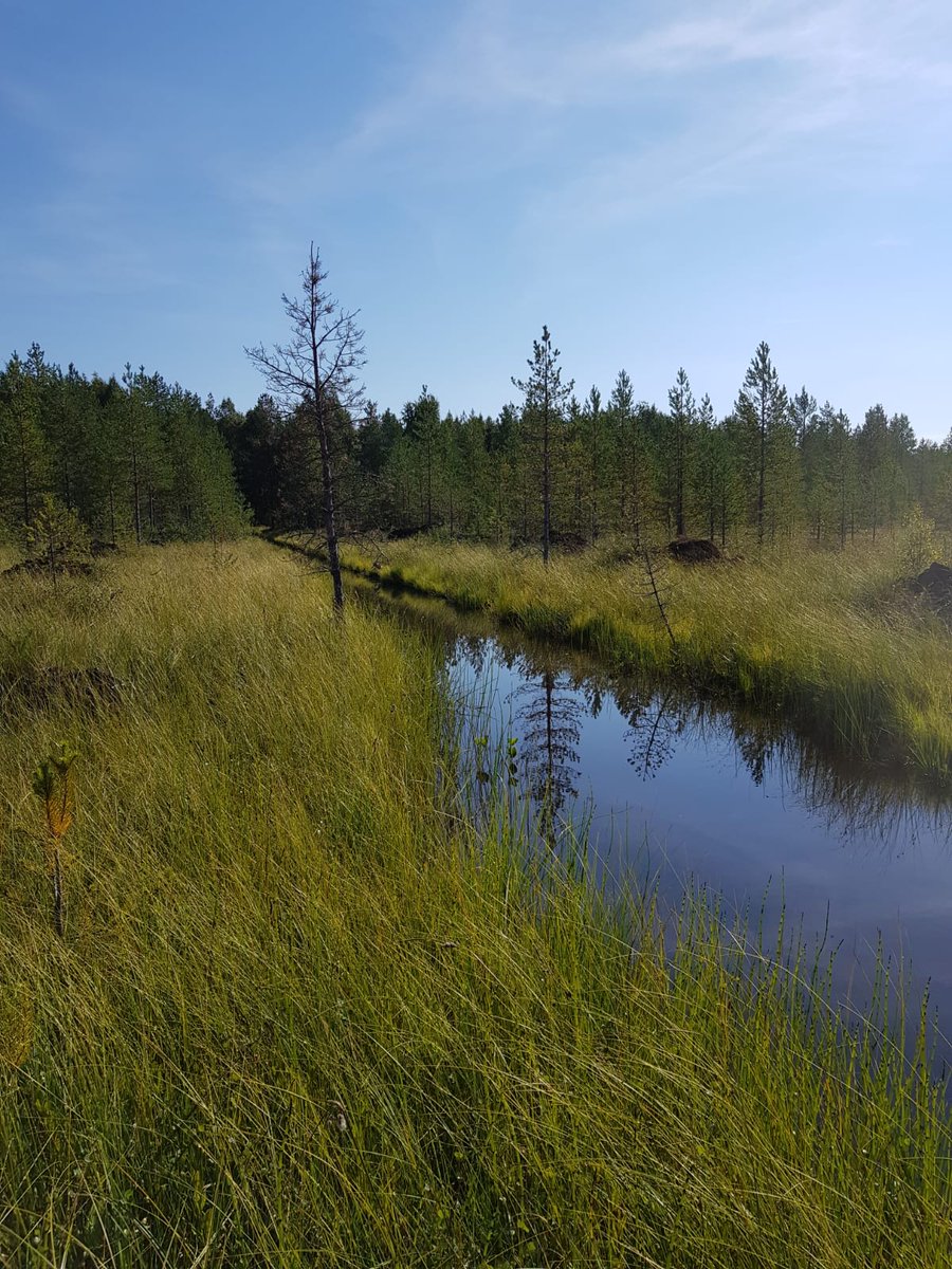 Ritva_Isomaki's tweet photo. #Turvi-hankkeen maastokäynnillä Pudasjärven Virtalansuolla tutustutaan metsäojituksen uusiin virtauksiin. @TAPIOForestry @LukeFinland @SYKEinfo @metsakeskus https://t.co/CCfOF8P7lu