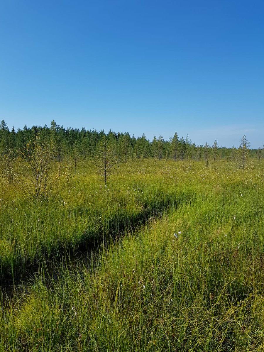Ritva_Isomaki's tweet photo. #Turvi-hankkeen maastokäynnillä Pudasjärven Virtalansuolla tutustutaan metsäojituksen uusiin virtauksiin. @TAPIOForestry @LukeFinland @SYKEinfo @metsakeskus https://t.co/CCfOF8P7lu