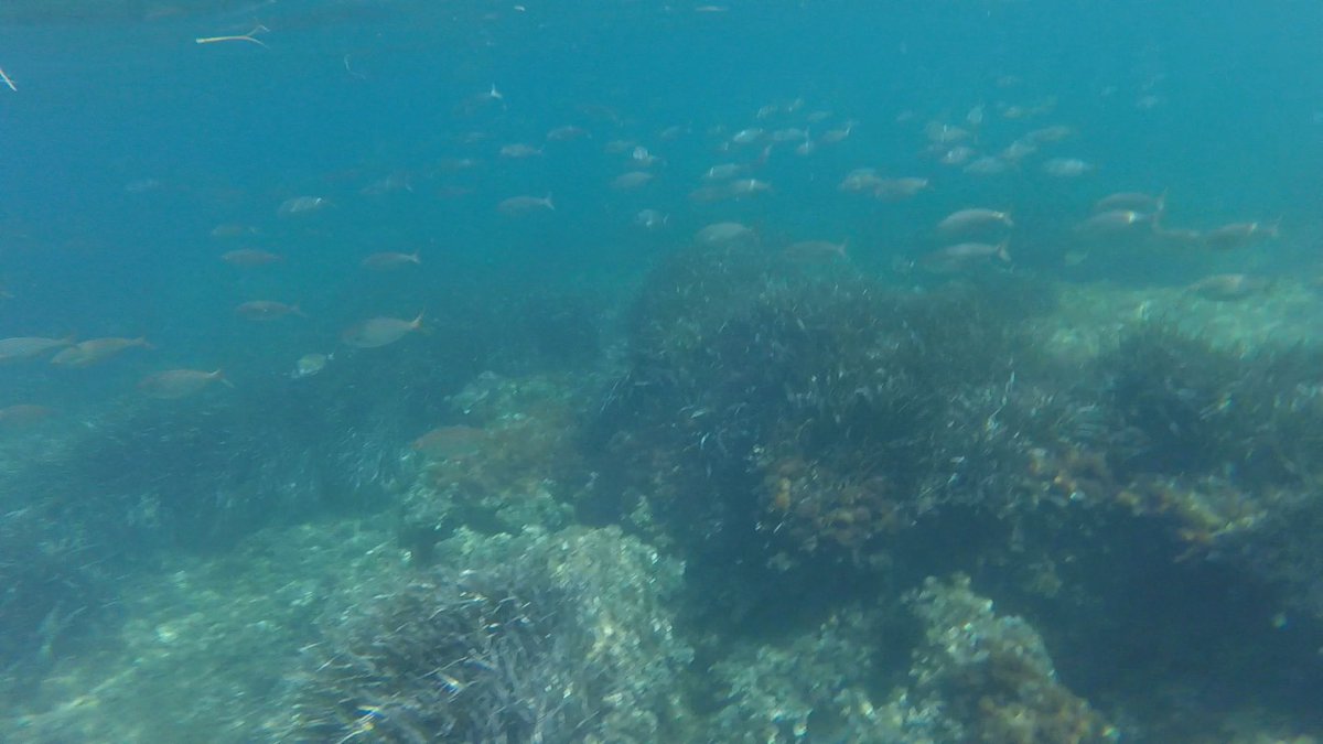 carmintt's tweet photo. GM! Just got back from a short summer break -full of diving and sea sights 🐠 Did anyone around here managed to rest? https://t.co/lkqMtyFMCP