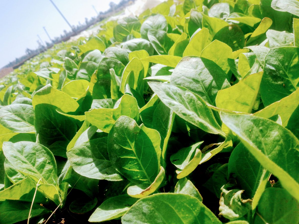 #DidYouKnow Tobacco that is planted early (September/ October) is stressed for moisture facilitating #development of a deeper & wider root system. Such a crop absorbs more nutrients & water when it gets access resulting in larger leaf area & more weight. Invest in irrigation now!