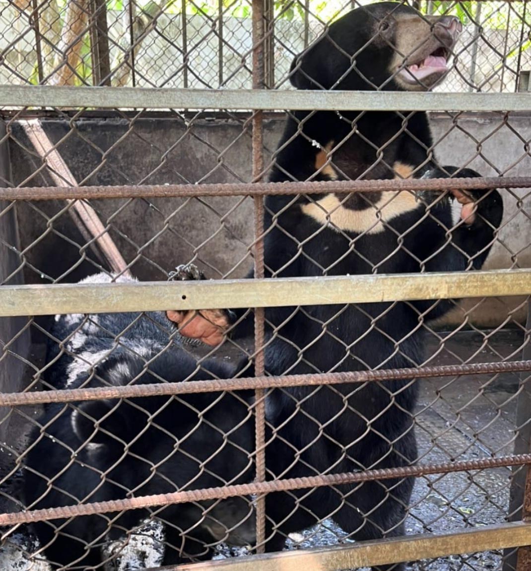 Emergency Bear Rescue, Vietnam - mailchi.mp/freethebears/a… We've learnt of a sun bear & moon bear illegally kept in horrid conditions in southern Vietnam. We hope for a rescue in the coming days. Please help us rescue more endangered bears here: freethebears.org/pages/bear-car…