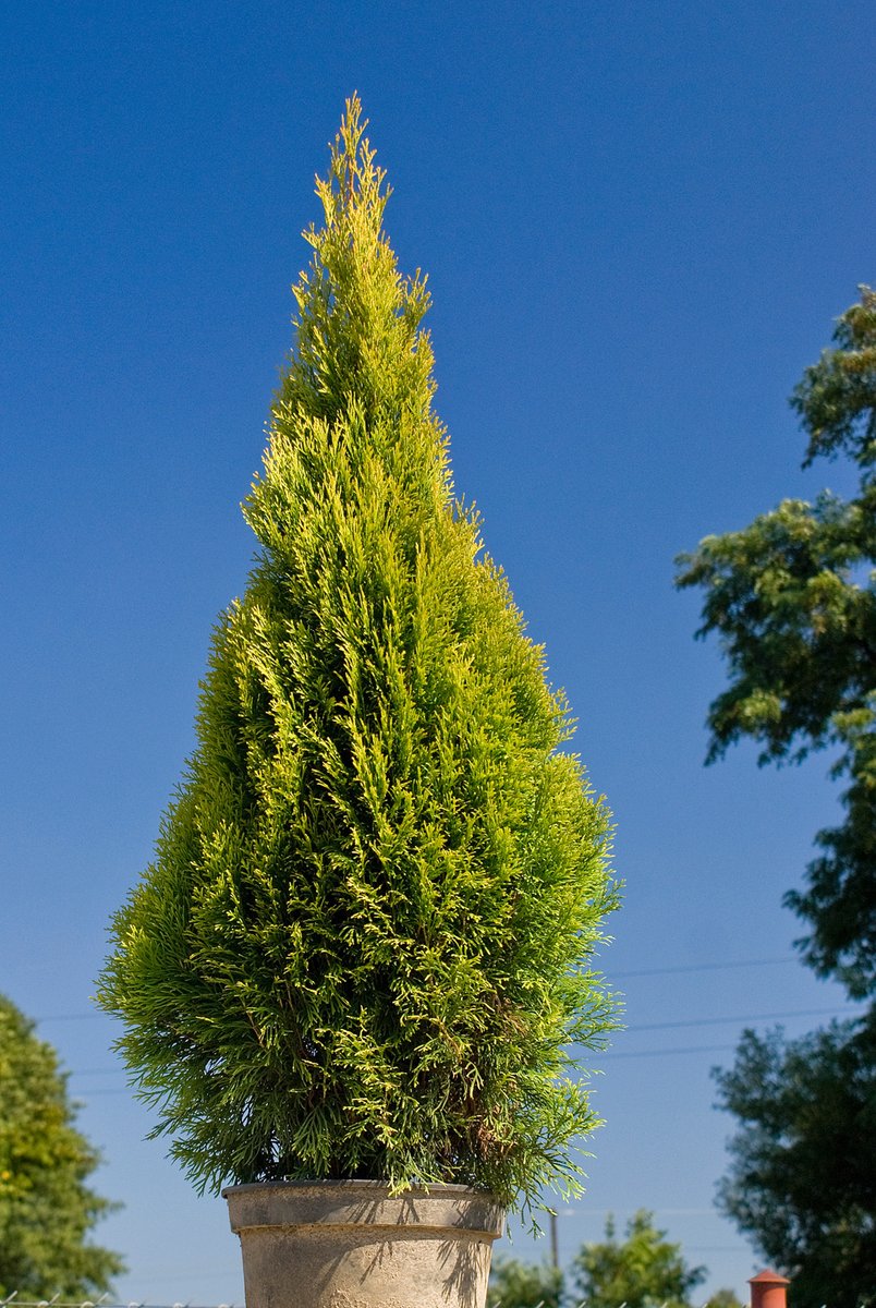 WyevaleNurs's tweet photo. #PlantAlert! – #Thuja occidentalis ‘Golden Smaragd’ will be available to us from now. This recent introduction gives fantastic architectural value with a compact, dense growing habit and beautiful emerald-green aromatic foliage that has deep golden bronze tips. https://t.co/7BVUnMjKsC