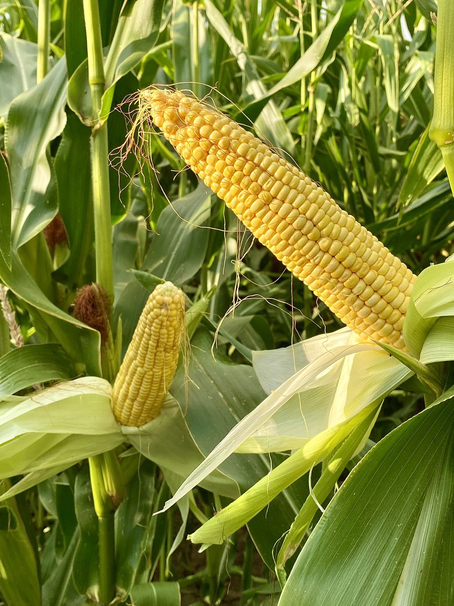 hkerkhofs's tweet photo. LG 32.219 ziet er niet slecht uit voor een jaar van droogte! Wel vroeg gezaaid op 14/4! @LGSeedsBelgium @AkkerTweet @Landbouwleven @AgVantageseeds https://t.co/bavxsmuqIP