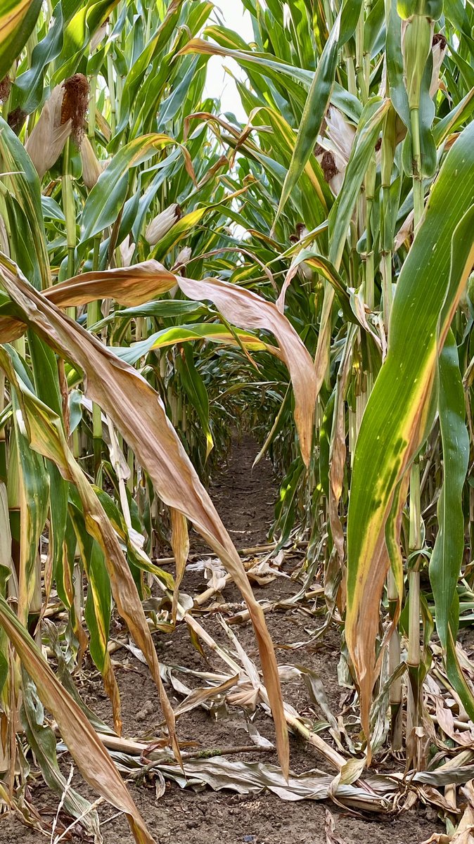 hkerkhofs's tweet photo. LG 32.219 ziet er niet slecht uit voor een jaar van droogte! Wel vroeg gezaaid op 14/4! @LGSeedsBelgium @AkkerTweet @Landbouwleven @AgVantageseeds https://t.co/bavxsmuqIP