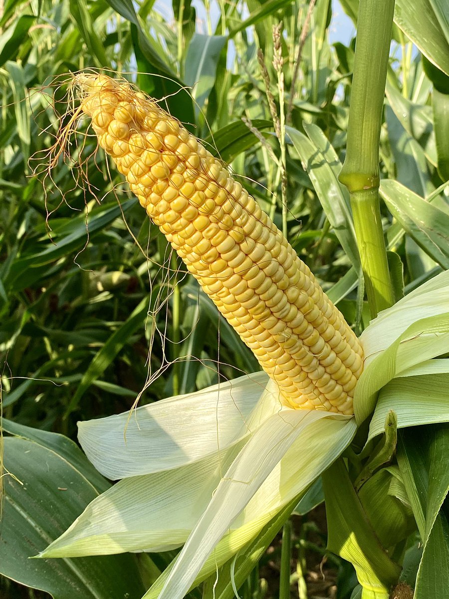 hkerkhofs's tweet photo. LG 32.219 ziet er niet slecht uit voor een jaar van droogte! Wel vroeg gezaaid op 14/4! @LGSeedsBelgium @AkkerTweet @Landbouwleven @AgVantageseeds https://t.co/bavxsmuqIP