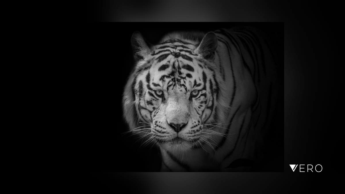 nauzet_baez's tweet photo. Menacing looks
#Nature #AnimalWildlife #Portrait #Monochrome #raw_bnw #raw__community #pictasanimals #pictas #podium #MoMo #Photography #blackbackground #OneAnimal #CloseUp #blackandwhite #animalkingdom #angry_mood #wild #lowkey #… https://t.co/oerM88vNXD https://t.co/eA9HSZzWdS