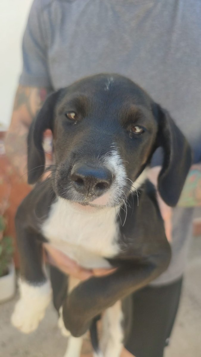 SilviaMylo's tweet photo. Pueblo de Huelva..
Estás dos preciosidades han aparecido abandonadas cerca de un garaje..💔
Son aún unos bebés 😢
Negrita es hembra
El marrón macho
Alguna protectora podría hacerse cargo de ellos?
722 134 197  
No están recogidos 😞 
Son sólo unas pobres criaturas 😢💔
🆘📢📢 https://t.co/X4PiRbEevN