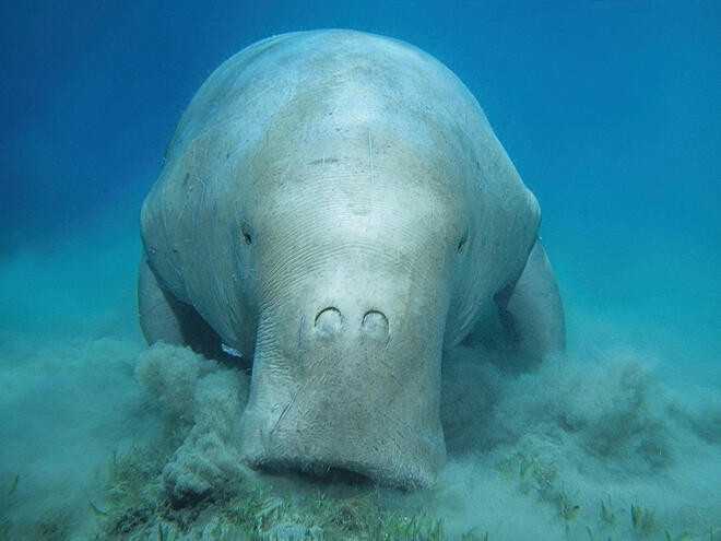 The dugong is eager to be #AusMammalOfTheYear but it needs votes cosmosmagazine.com/nature/top-9-a…