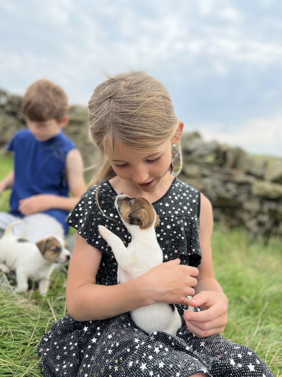 AmandaOwen8's tweet photo. A pause 🐾 in proceedings to play with the young pups. 
👧🏼🧑🏻‍🦰👧🏻🐶🐶🐶🐶🐶🐶🐶 
#yorkshire #dogs #puppies #jackrussell #terriers https://t.co/XHAnugbEUv