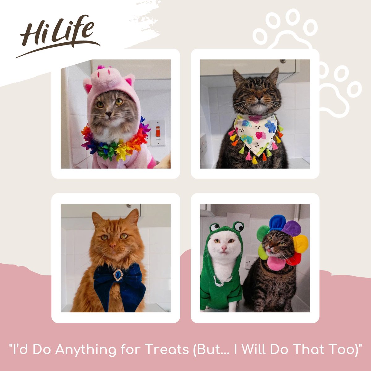 What would your cat do for a treat? We are obsessed with Ginger, Snowball, Tiger, Pickle &amp; Sprocket and their amazing outfits! Tag us in your fancy dress snaps 🐷🐸

Credit: thefluffy_monsters on IG 🐾