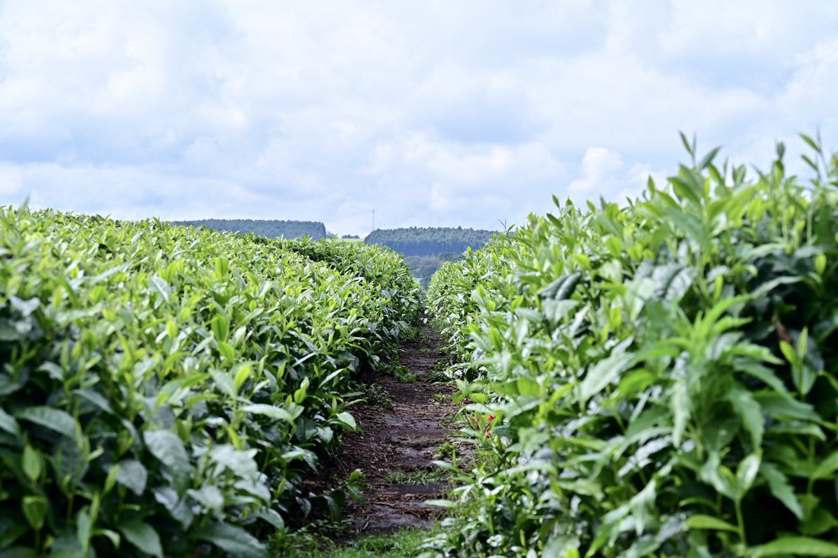 VinceChepkwony's tweet photo. The freshness is welcoming! #County035 https://t.co/kkj7EEn12O