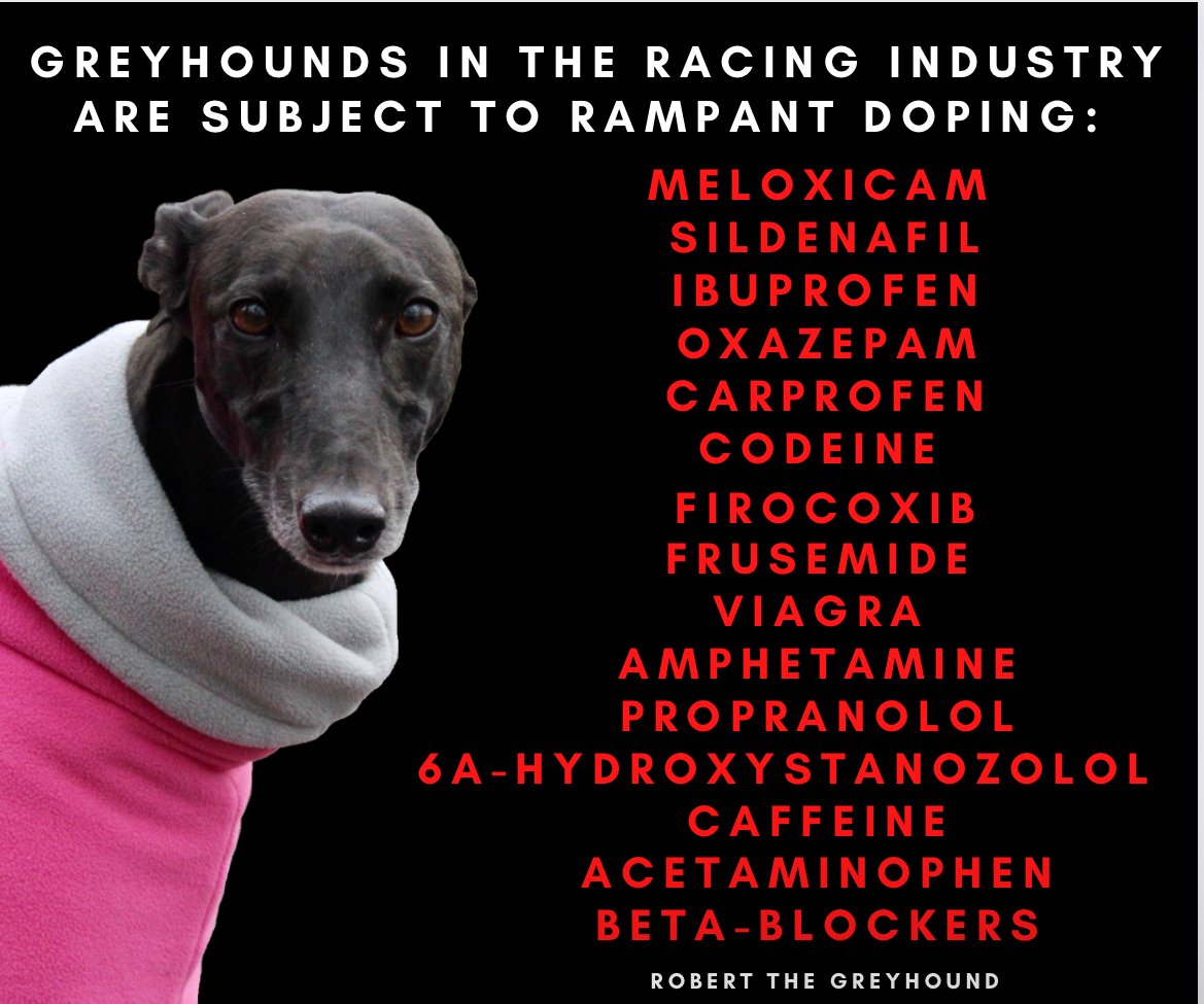 GreyhoundRobert's tweet photo. #RacingGreyhounds all over the world are subject to Rampant Doping in pursuit of profit. In every country where there is commerical #GreyhoundRacing, we see #Dogs being Drugged to fix races. All in the name of money. #DopedDogs #BanGreyhoundRacing https://t.co/1rICrG65av