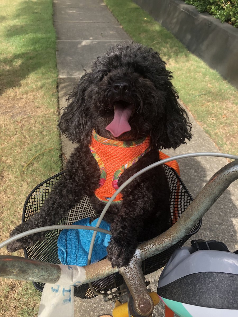 AlicethePoodle's tweet photo. @LordJack642 @paddyscousedog Love a bike ride and tongue out Tuesday 😜 https://t.co/OJidDRxFeN