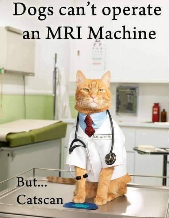 mildredcrazycat's tweet photo. Boom Boom! #catdoctor #CatsOfTwitter https://t.co/F0AUYkCRR2
