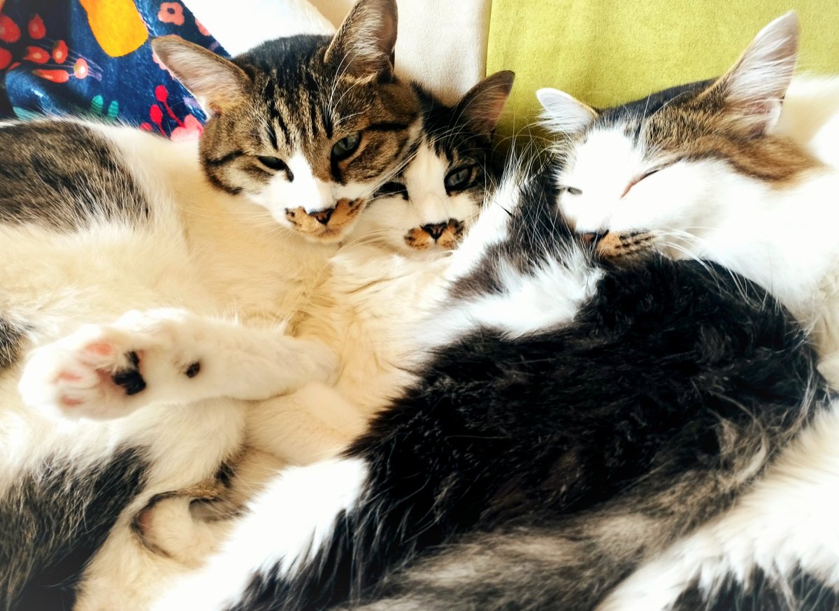 FoxPsilo's tweet photo. ใชใคใใๆททใใฆใใ ใใใผ๐๐๐๐โจ๐๐๐๐๐งกโค๏ธ๐ค๐ค๐ค
#CatsOfTwitter #ไฟ่ญท็ซใ๏ผ้่ฏ็ซ #็ซใ#cuddlebuddies #toocute #ใใใใใใใ #cuddlecats #ใใใใๅ็ฉ #ใตใใตใ ๏ผๅฎถๆ https://t.co/h9v6rSH4yH