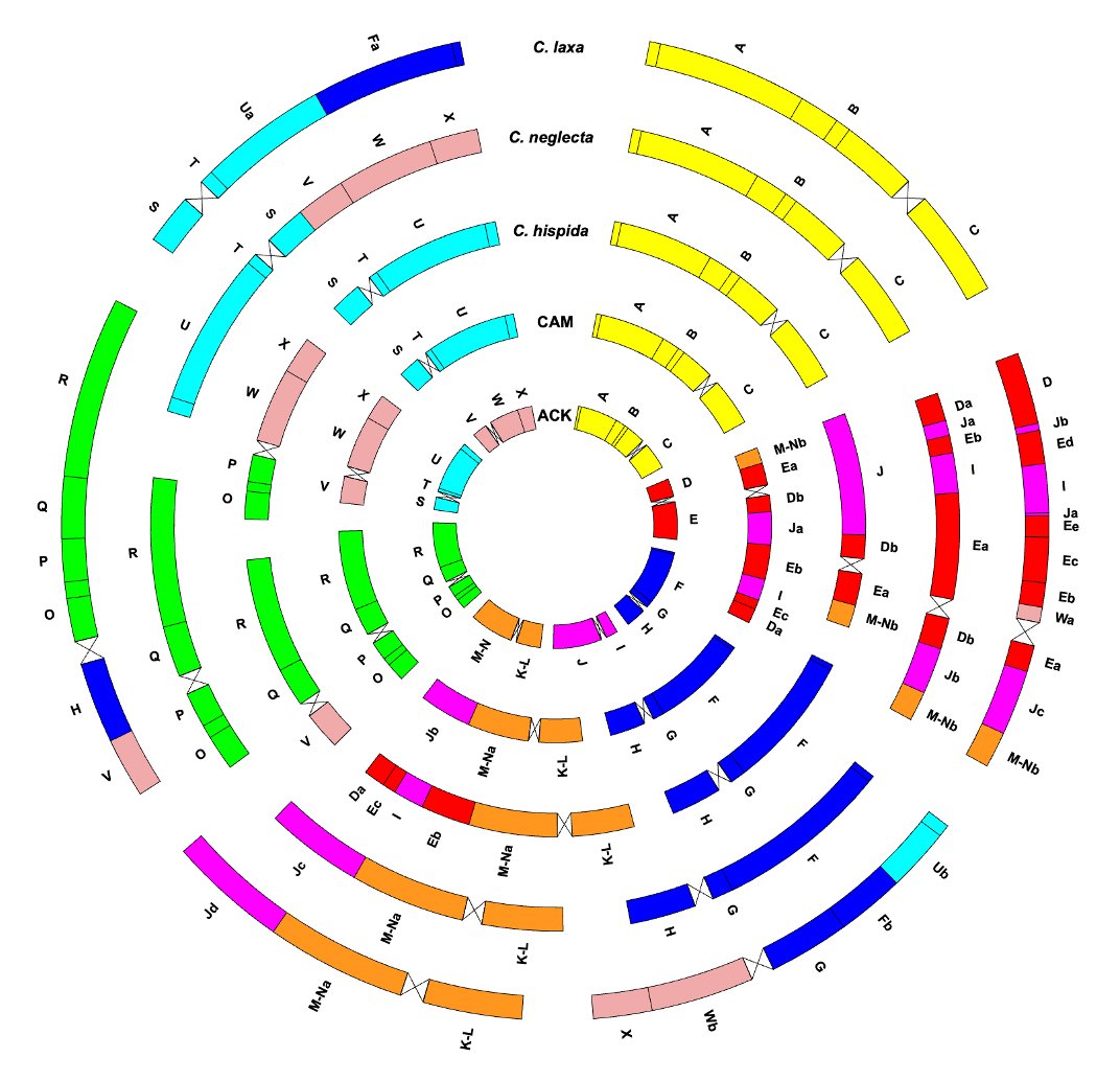 TeriMandakova's tweet photo. Looking forward to meeting many of you at #ESEB this week!
Interested in plant genome evolution, chromosome rearrangements and/or crucifers? I have a talk about the genome origin and evolution in the genus Camelina (S25, Friday at 9:30) 😉 https://t.co/hHJRAoJbq4