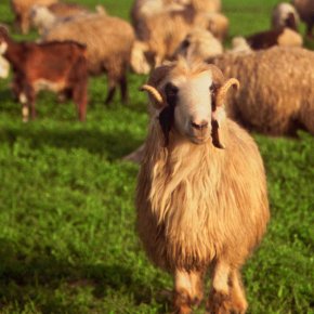 CNRSecologie's tweet photo. Saviez-vous que le mouton domestique 🐑 n'a pas d'ancêtre sauvage en Europe ? Restée longtemps mystérieuse, l'origine de nos moutons vient d'être élucidée ! Domestiqués au Moyen-Orient, ils auraient été introduits sur le continent au Néolithique

👉https://t.co/ErVNyKqEkN https://t.co/WjUeWR2CDL