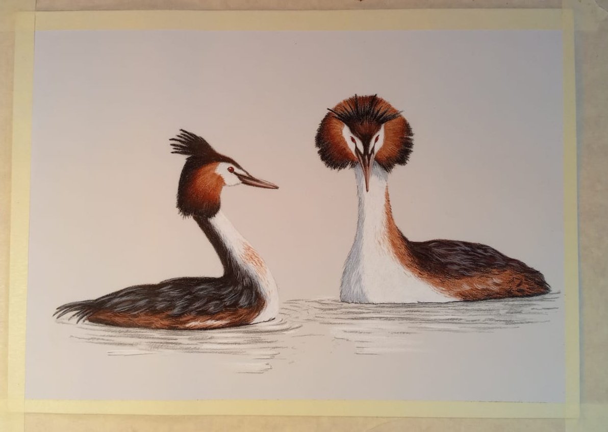 Bird__Calendar's tweet photo. #Svassi terminati! ^^
Che ne pensate? Adesso parto di corsa con la terza illustrazione!
Vi propongo un piccolo sondaggio. Come dicevo, gli svassi hanno un'elaborata tecnica di corteggiamento/accoppiamento ma, sapete quali doni si scambiano
(continua ⬇️) https://t.co/IYHPlQlZcT