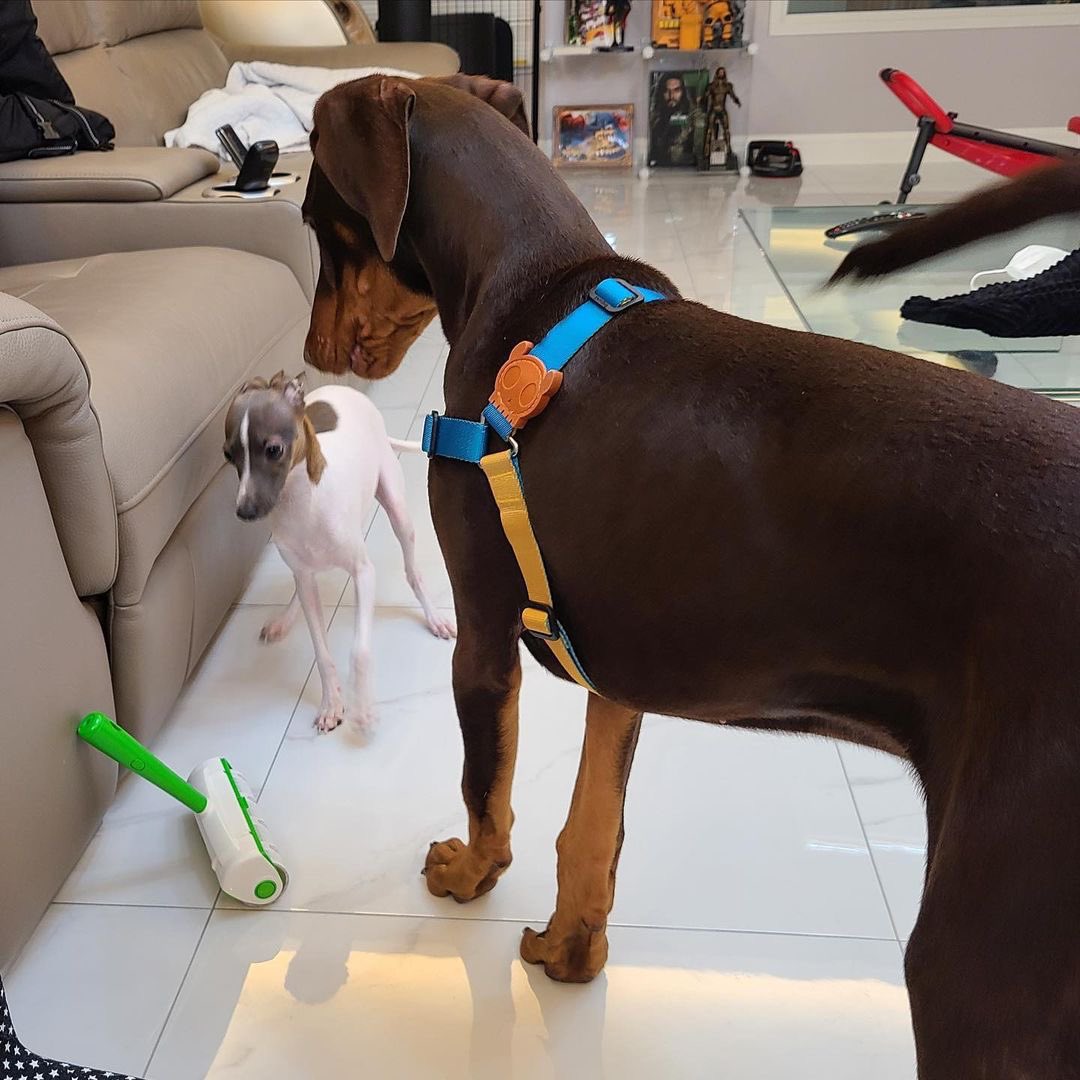 feellingJK's tweet image. อดีตที่เคยแข็งแกร่งพากันข่มขู่เมินน้องเลิฟน้องพัมในวันนั้น ปัจจุบันหงอยหลบตา สมน้ำหน้า🤪🤣