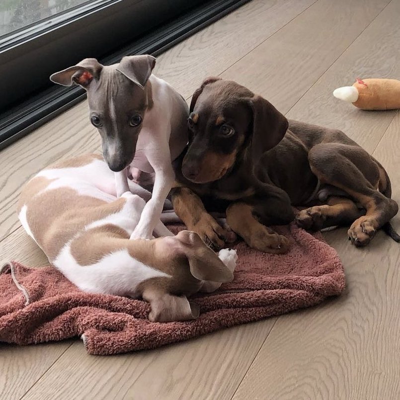 feellingJK's tweet image. อดีตที่เคยแข็งแกร่งพากันข่มขู่เมินน้องเลิฟน้องพัมในวันนั้น ปัจจุบันหงอยหลบตา สมน้ำหน้า🤪🤣