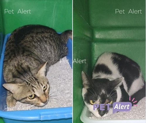 Nil_Cat1's tweet photo. #PetAlertCatalunya #FemXarxa #XarxaBarcelonaTrobats @pont_roma
TROBATS 2 gats a BARBERÀ DEL VALLÈS (Barcelona).
14/08/22
No tenen xip. Són a la Protectora de Mataró.
Contacte: C/. Sant Cugat, 102-104 // Tel. 937 566 066 – 647 972 293 // https://t.co/SyKc8CDmQU https://t.co/N1aQY2ovPB