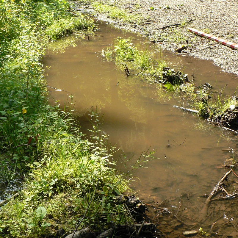 BaySF_Direkt's tweet photo. #Gelbbauchunken leben in Tümpeln mit wenig Pflanzenbewuchs & Fressfeinden. Das können sogar mit 💧 gefüllte Fahrspuren sein. Um die bedrohte Art zu schützen, haben wir "Gemeinschaftsheime" 🏡, also zahlreiche neue Tümpel als Biotopverbund in #Finningen & #Wörnitzstein angelegt. https://t.co/1UhtGxcuJD