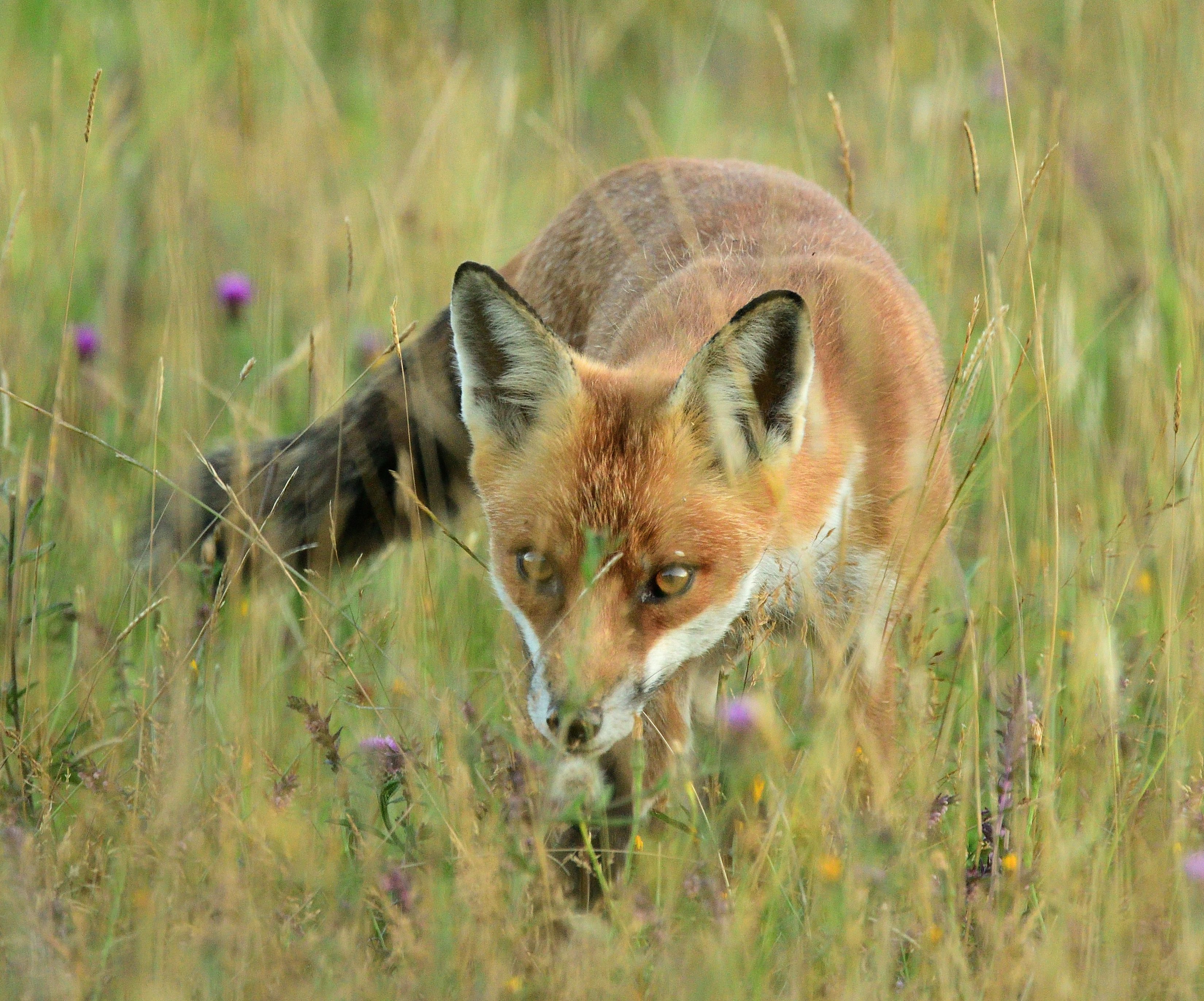 Are Foxes More Related To Dogs Or Cats