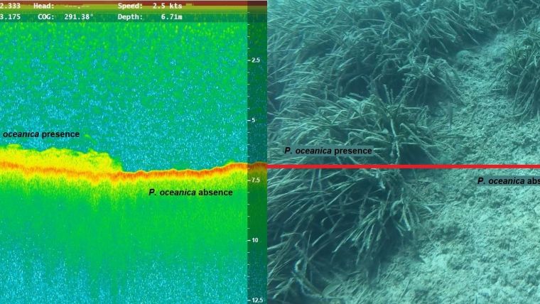 Mapping the Subsea Forests of the Mediterranean | What is the best image classification technique to optimize maps so that effective action can be taken to conserve seagrass meadows? hydro-international.com/content/articl…