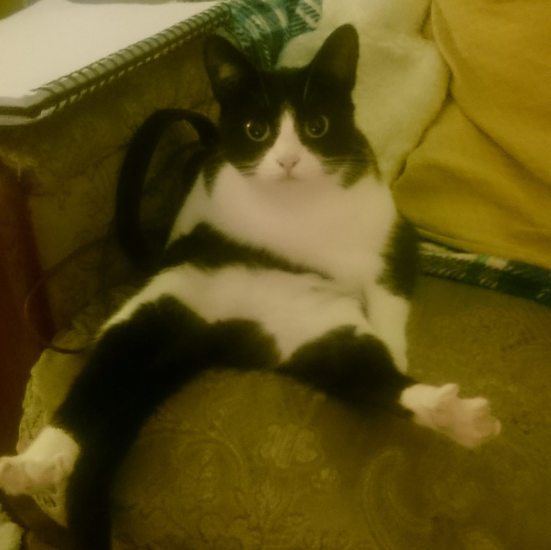 nse_gg's tweet photo. π Congratulations to @HafSeraj for winning a supply of NSE x @Intel Socks for @DurhamEsports in this month's feline-themed #SocksforSocs challenge.
We simply couldn't get enough of the t o e s t r e t c h and mlem.
Thank you to all of our entrants, we loved them all! https://t.co/WcjA5HAuCO