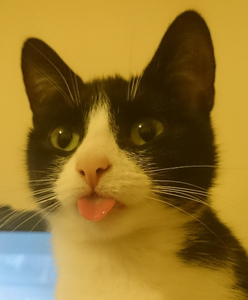 nse_gg's tweet photo. π Congratulations to @HafSeraj for winning a supply of NSE x @Intel Socks for @DurhamEsports in this month's feline-themed #SocksforSocs challenge.
We simply couldn't get enough of the t o e s t r e t c h and mlem.
Thank you to all of our entrants, we loved them all! https://t.co/WcjA5HAuCO