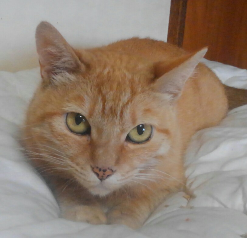 黒猫教授 tweet media