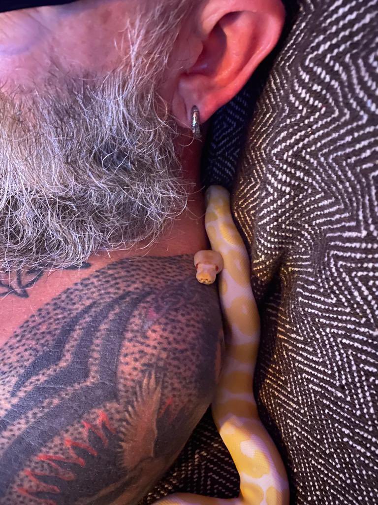 Raglanboy's tweet photo. My little boy Percy - sits quite happy dozing on my shoulder every night 💛#python #snake #snakes #albinopython #ballpython https://t.co/21Gnd7EAay