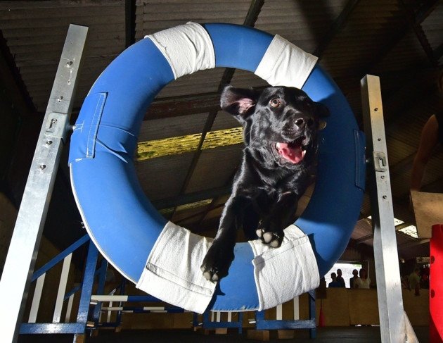paws4training tweet picture