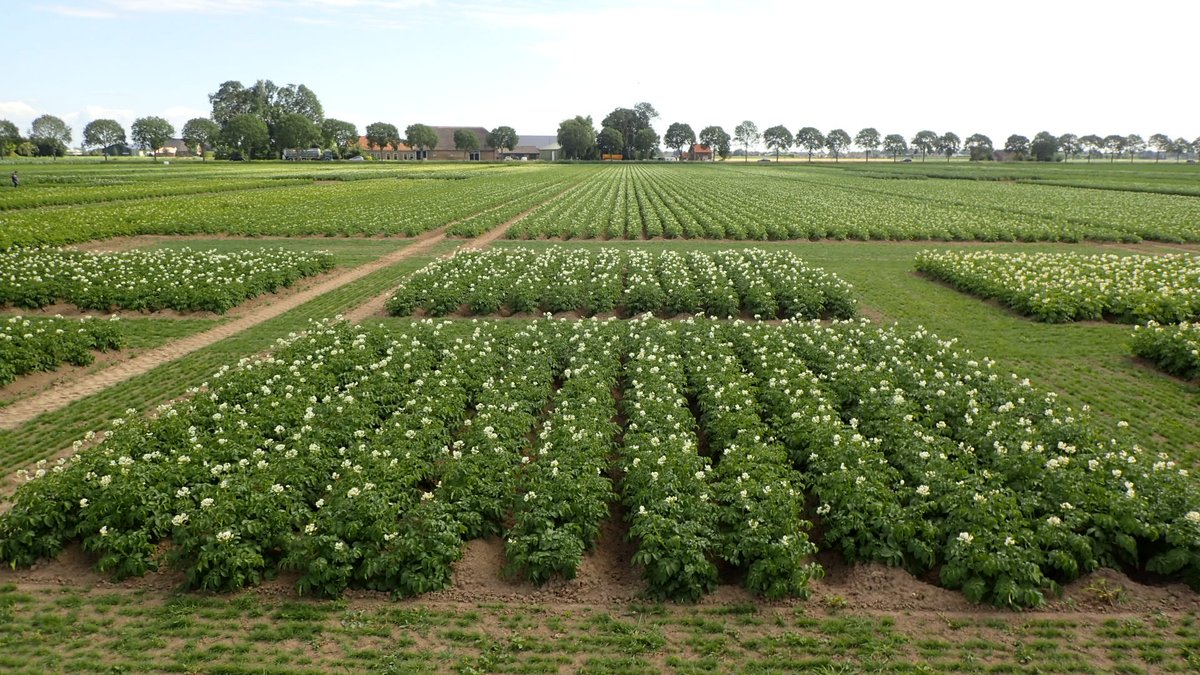 Aardappeldemo's tweet photo. Op 31 augustus worden er op de demoveldjes die gepoot zijn voor de #Aardappeldemodag resultaten getoond op het gebied van onkruidbestrijding, #fertigatie, #loofdoding, effecten van MH-behandeling en #luizendruk: https://t.co/vP4srGpvp5 https://t.co/MGt8Bdmedk