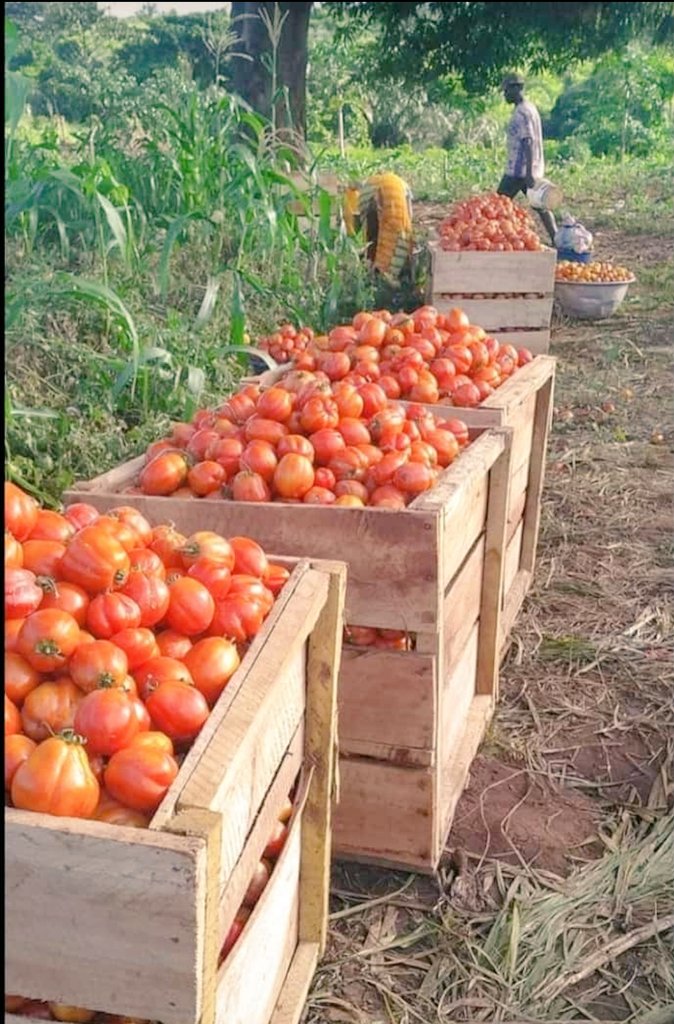 freshlinephsltd's tweet photo. small holder farmers go through a lot during the season and its quite hurtful to see them loose their precious farm produce just because we failed to provide proper post harvest management avenues for them. 
To extend the shelf life of these tomato, cold storage cant be ruled out https://t.co/2xwvT4prlJ