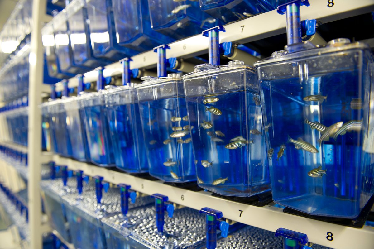NC3Rs's tweet photo. If you missed our webinar on regulatory fish acute toxicity testing, the recording is now available. Featuring recent developments and initiatives that apply the 3Rs. https://t.co/TAfgLmqXAI https://t.co/Tno4yaNf0N