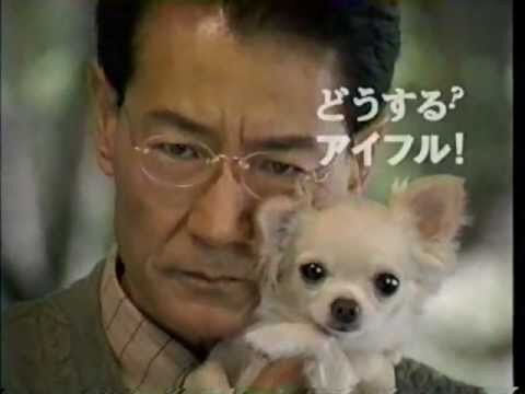 トヨタシエンタのcmの犬の種類は 名前はちょうじゅうろう君でタレント犬 来週はきっと晴れ